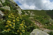34 Estese fioriture di Genziana punteggiata (Gentiana punctata) 